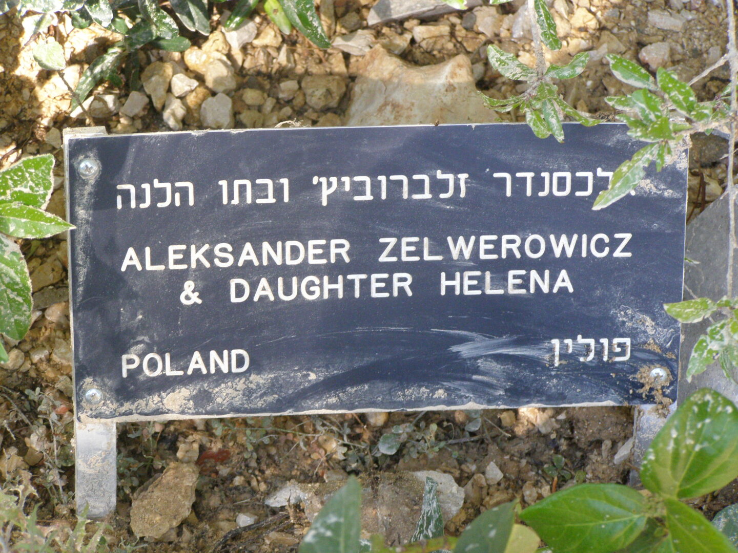 Zdjęcie tabliczki metalowej. Na niej żydowski napis, poniżej tekst: ALEKSANDER ZELWEROWICZ I CÓRKA HELENA. POLSKA.